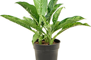 Dieffenbachia 'Crocodile'
