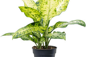 Canne du muet 'Banana'