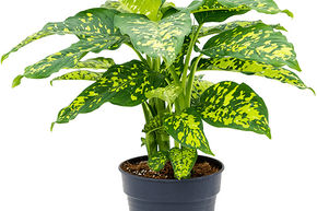 Canne du muet 'Cheetah'