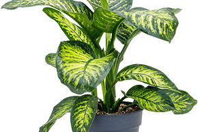 Canne des muets 'Maroba'