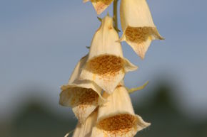 Digitale � grandes fleurs