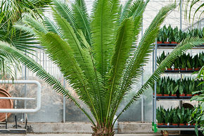 Dioon edule, ou palmier de la Vierge