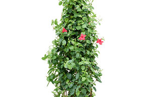 Dipladenia, Mandevilla rose