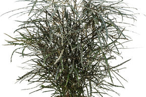 Aralia �l�gant, Faux Aralia