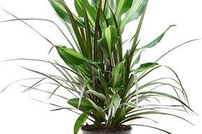 Dracaena combo
