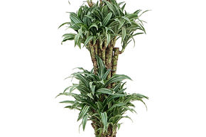 Dragonnier, Sandragon 'variegata'