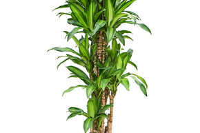 Dracaena deremensis 'Eve'