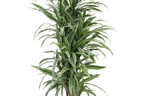 Dragonnier 'Warneckei'