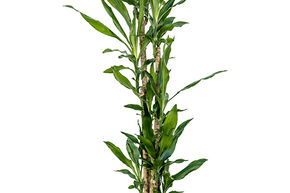 Dragonnier parfum� 'Burundii'