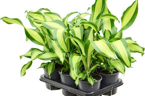 Dracaena fragrans 'Charley' 6/tay
