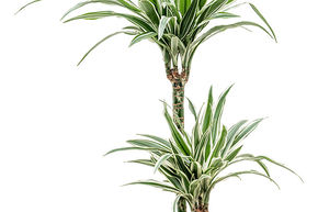 Dragonnier parfum� 'White Stripe'