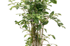 Dracaena godseffiana (90-120)