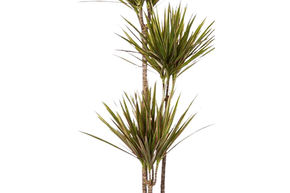 Dragonnier de Madagascar 'Bicolor'