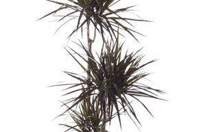 Dracaena marginata 'Magenta'
