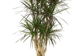 Dragonnier de Madagascar 'Margenta'