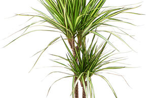 Dragonnier de Madagascar 'Sunray'