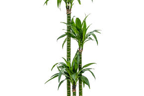 Dragonnier de steudneri 'Liza'
