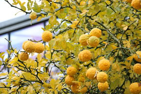 Poncirus, Citronnier �pineux ou Oranger trifoli�