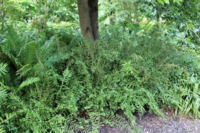 Foug�re m�le 'Linearis Polydactyla'