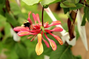 Ch�vrefeuille odorant