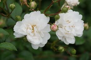 Rose Roseasy� Duvet� Blanc