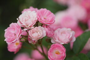 Rose Roseasy� Duvet� Ros�