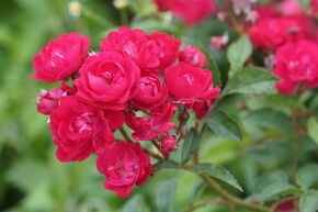 Rose Roseasy� Duvet� Rouge