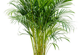 Areca, palmier-dattier