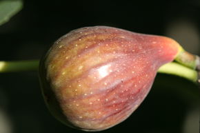Figuier Gustis� 'Early Black'