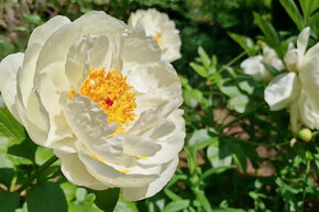Pivoine 'Early Sensation'