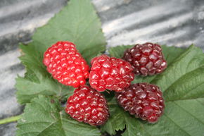 Ronce fruiti&egrave;re 'Easy Tay'