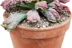 Plante en peluche 'Pulvinata'