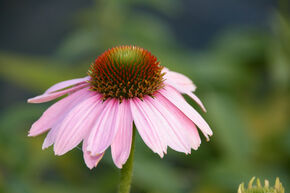 �chinac�e pourpre 'Pink Skipper'