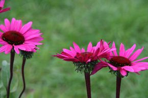 �chinac�e pourpre 'Fatal Attraction