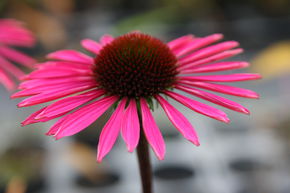 �chinac�e pourpre 'Pica Bella'