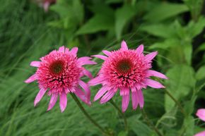 �chinac�e pourpre 'Pink Double Delight'