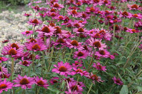 �chinac�e pourpre 'Rubinstern'