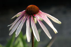 �chinac�e pourpre 'Pretty Parasol'