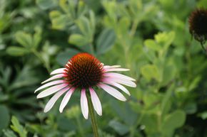 �chinac�e pourpre 'Pink Tip' (S)