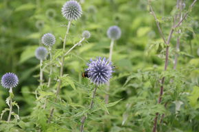 Chardon boule 'Taplow Blue'