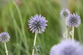 Echinops 'Veitchs Blue'