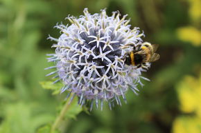 Boule azur�e 'Blue Glow'