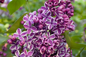 Lilas commun 'Sensation' - plante XXL