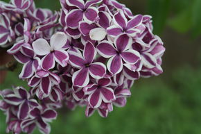 Syringa, lilas noble tige Sensation - Tige