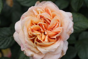 Rosier � grandes fleurs nostalgique 'Capri�'