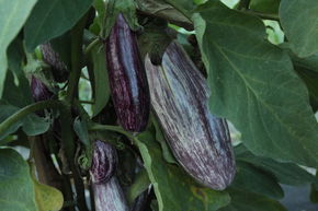 Aubergine 'Edirne Purple Striped'