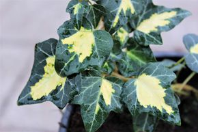 Lierre, Lierre jaune, Lierre dor� 'Goldherz'