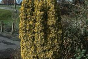 If colonnaire dor� 'Fastigiata Aurea'