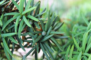 If vert colonnaire 'Fastigiata Robusta'