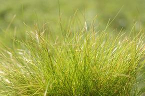 Scirpe �pingle, H�l�ocharis �pingle